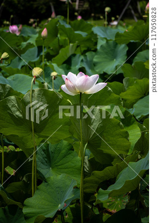 從葉子之間偷看的蓮花 117050828