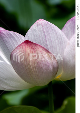 開花的蓮花 開花的蓮花 117050830
