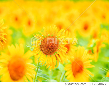 健康的向日葵 117050877