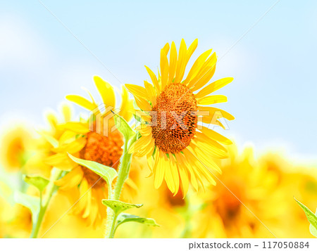 在藍天的向日葵 117050884
