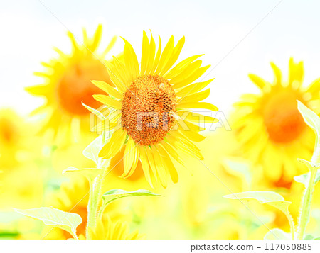 向著太陽 117050885