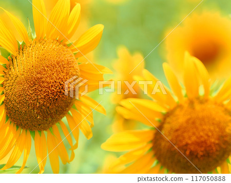 Sunflowering在夏天向日葵 Sunflowering在夏天向日葵 117050888