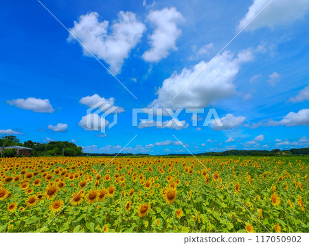 仲夏藍天和向日葵田 仲夏藍天和向日葵田 117050902