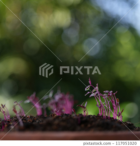 Red amaranth vegetables growing in a pot Microgreen gardening macro closeup 117051020