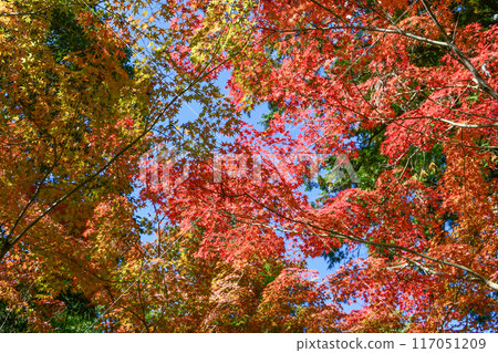 秋天天空和秋葉 秋天天空和秋葉 117051209