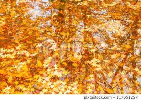 Forest reflected on the water surface and autumn leaves 117051257