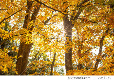 Golden maples in the forest Golden maples in the forest 117051259