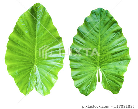 Huge Elephant Ear Leaf cut out on white background with clipping paths. 117051855