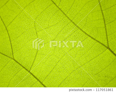 A close-up photograph of a green leaf with its veins clearly visible. A close-up photograph of a green leaf with its veins clearly visible. 117051861