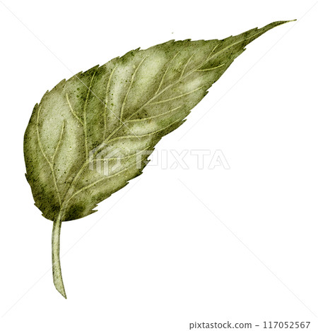 Watercolor Illustration of Green sunflower Leaf. Botanical drawing of plant on isolated background for wedding Invitations or Greeting Cards. Floral clipart with foliage. Watercolor Illustration of Green sunflower Leaf. Botanical drawing of plant on isolated background for wedding Invitations or Greeting Cards. Floral clipart with foliage. 117052567