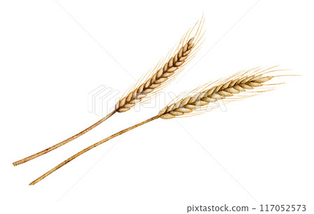 Spikelets of wheat or ray watercolor illustration on isolated background. Drawing of grain for harvest invitations or autumn greeting cards. Fall set with ingredient for bakery and pastry. Spikelets of wheat or ray watercolor illustration on isolated background. Drawing of grain for harvest invitations or autumn greeting cards. Fall set with ingredient for bakery and pastry. 117052573