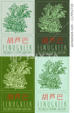 Set of vector drawing FENUGREEK in Chinese in various colors. Hand drawn illustration. Latin name is TRIGONELLA FOENUM-GRAECUM L. Set of vector drawing FENUGREEK in Chinese in various colors. Hand drawn illustration. Latin name is TRIGONELLA FOENUM-GRAECUM L. 117052720