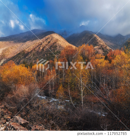 colorful panorama landscape with a mountain river stream in a birch forest with orange trees in valley in autumn 117052785