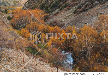 landscape with a mountain river stream in a birch forest with orange trees in valley in autumn 117052798