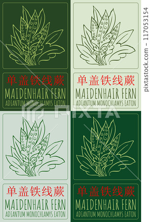 Set of vector drawing MAIDENHAIR FERN in Chinese in various colors. Hand drawn illustration. Latin name is ADIANTUM MONOCHLAMYS EATON. Set of vector drawing MAIDENHAIR FERN in Chinese in various colors. Hand drawn illustration. Latin name is ADIANTUM MONOCHLAMYS EATON. 117053154
