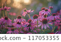 A field of purple flowers with a bright sun in the background 117053355