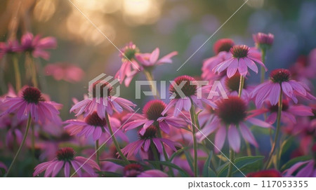 A field of purple flowers with a bright sun in the background 117053355
