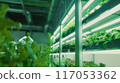 A row of plants are growing in a greenhouse 117053362