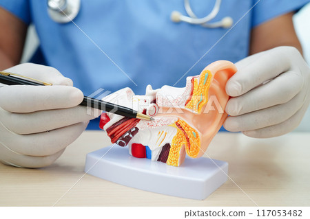 Asian doctor holding human ear model to learn and treat hearing loss in patient. Asian doctor holding human ear model to learn and treat hearing loss in patient. 117053482