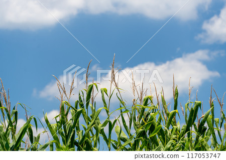 grass growing towards the sky 117053747