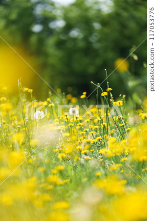有許多蒲公英的風景 有許多蒲公英的風景 117053776