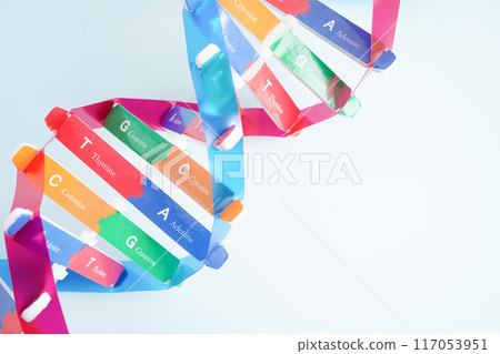 DNA molecule spiral structure model isolated on white background, chromosome and gene chemical science biology. DNA molecule spiral structure model isolated on white background, chromosome and gene chemical science biology. 117053951