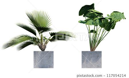 tropical plant pot green leaf white background 3d render illustration. 117054214
