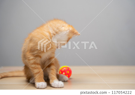Beautiful funny playful domestic ginger kitten plays with a ball. A pet. Focus on the paws 117054222