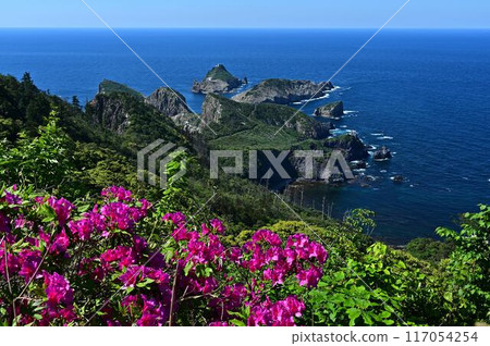 杜鵑花盛開，碧海藍天 117054254