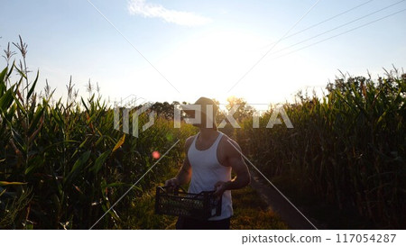 Male farmer with plastic harvest box explores green corn stems while going at field. Young handsome agronomist examines maize stalks during walking on meadow at sunset. Agricultural business concept 117054287