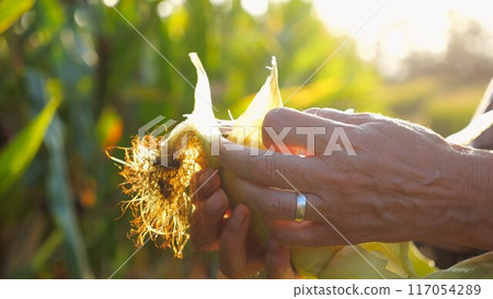 Close up to female hands of a farmer peeling ripe cob of corn at green meadow. Adult arms of agronomist examining sweetcorn on maize field at sunset. Concept of agricultural business. Slow mo Close up to female hands of a farmer peeling ripe cob of corn at green meadow. Adult arms of agronomist examining sweetcorn on maize field at sunset. Concept of agricultural business. Slow mo 117054289