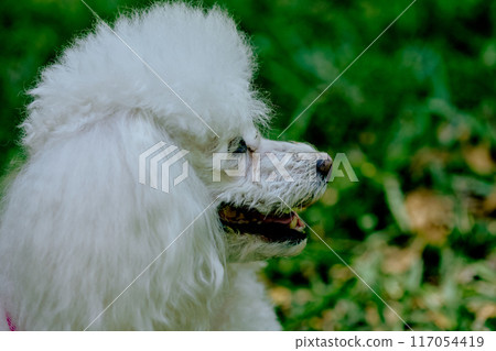 White fluffy poodle playing on a meadow in the park 117054419