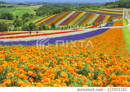 觀察花田Shikisai綾野山 觀察花田Shikisai綾野山 117055191