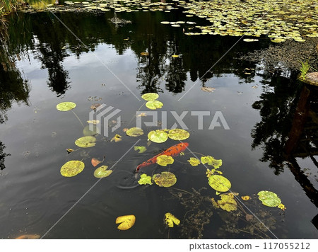Koi fish swimming in the small pond with lotus flowers and leaves in the park at arboretum, Poland Koi fish swimming in the small pond with lotus flowers and leaves in the park at arboretum, Poland 117055212