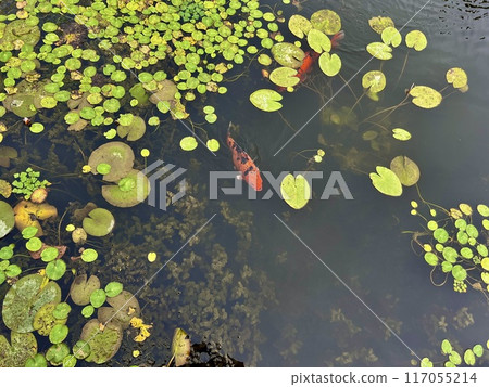 Koi fish swimming in the small pond with lotus flowers and leaves in the park at arboretum, Poland Koi fish swimming in the small pond with lotus flowers and leaves in the park at arboretum, Poland 117055214
