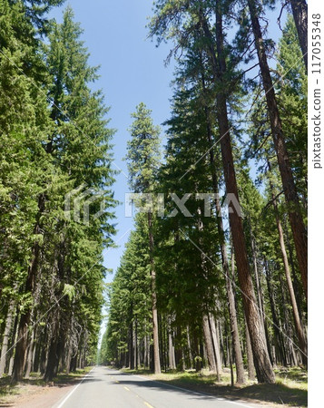 road surrounded by trees 117055348