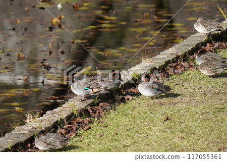 Ducks resting in a pond Ducks resting in a pond 117055361