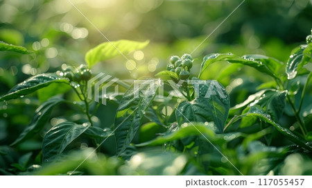 Fresh Green Basil Plants in Morning Sunlight 117055457