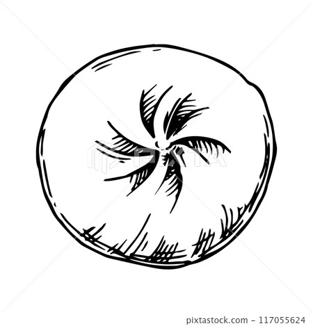 asian dumpling, illustration in sketch style. frozen convenience food 117055624