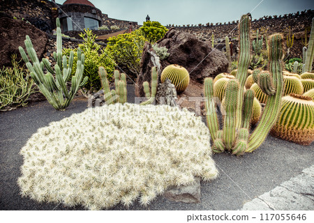 cactus garden 117055646