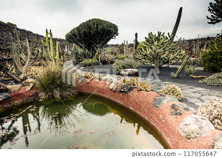 cactus garden cactus garden 117055647