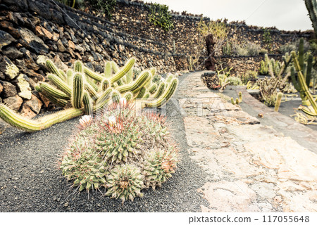 cactus garden 117055648