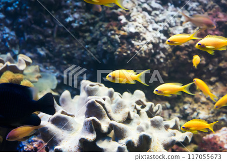 tropical fishes 117055673