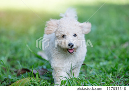 Portrait of poodle dog puppy Portrait of poodle dog puppy 117055848