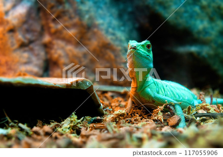 green lizard 117055906