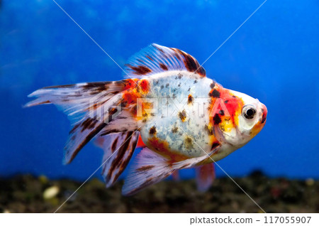 colorful fish colorful fish 117055907