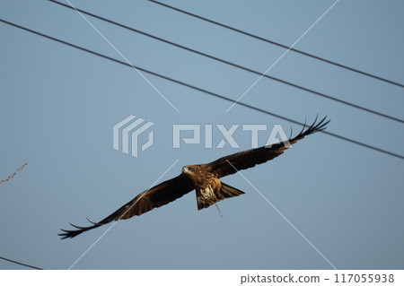 A black kite eating its caught prey A black kite eating its caught prey 117055938