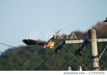 A black kite eating its caught prey A black kite eating its caught prey 117055939