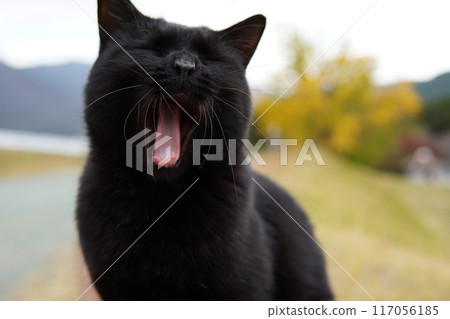 Cute black cat yawning 117056185