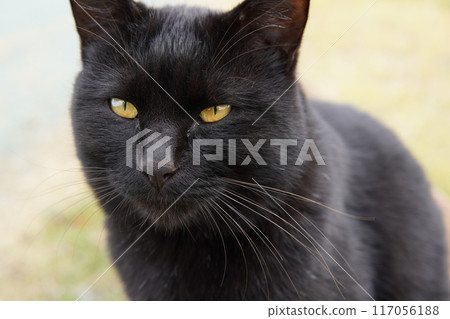 Cute black cat yawning Cute black cat yawning 117056188